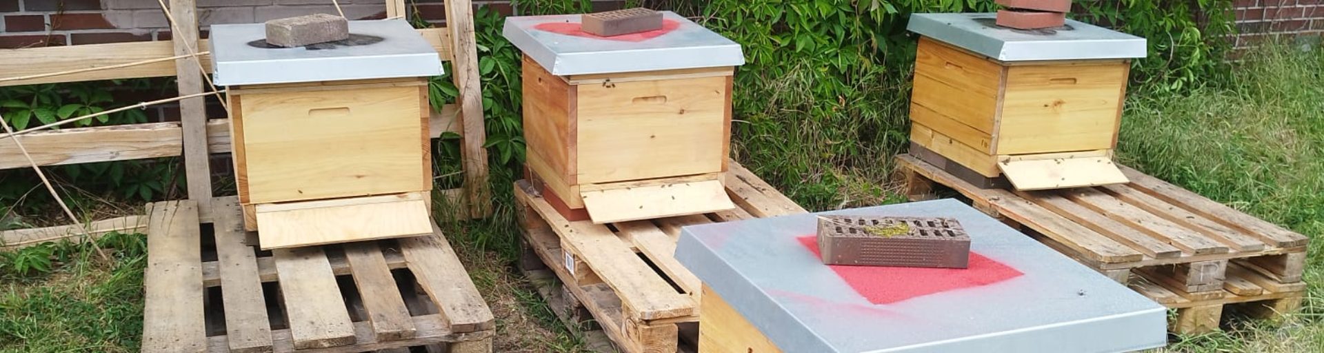 Titelbild: Unsere Bienen